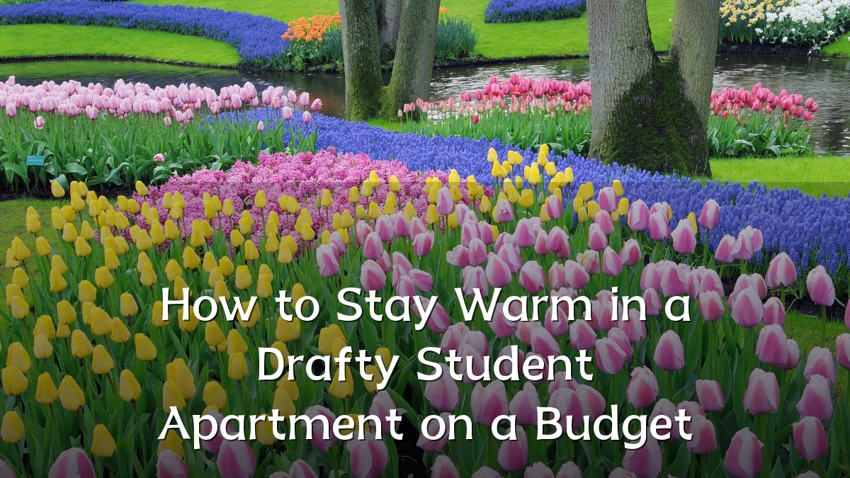 How to Stay Warm in a Drafty Student Apartment on a Budget